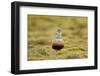 Male Eurasian Dotterel in Breeding Habitat, Grampian Mountains, Cairngorms Np, Scotland, UK-Mark Hamblin-Framed Photographic Print