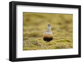 Male Eurasian Dotterel in Breeding Habitat, Grampian Mountains, Cairngorms Np, Scotland, UK-Mark Hamblin-Framed Photographic Print