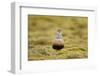 Male Eurasian Dotterel in Breeding Habitat, Grampian Mountains, Cairngorms Np, Scotland, UK-Mark Hamblin-Framed Photographic Print