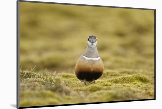 Male Eurasian Dotterel in Breeding Habitat, Grampian Mountains, Cairngorms Np, Scotland, UK-Mark Hamblin-Mounted Photographic Print