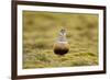 Male Eurasian Dotterel in Breeding Habitat, Grampian Mountains, Cairngorms Np, Scotland, UK-Mark Hamblin-Framed Photographic Print