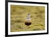 Male Eurasian Dotterel in Breeding Habitat, Grampian Mountains, Cairngorms Np, Scotland, UK-Mark Hamblin-Framed Photographic Print