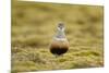 Male Eurasian Dotterel in Breeding Habitat, Grampian Mountains, Cairngorms Np, Scotland, UK-Mark Hamblin-Mounted Photographic Print