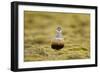 Male Eurasian Dotterel in Breeding Habitat, Grampian Mountains, Cairngorms Np, Scotland, UK-Mark Hamblin-Framed Photographic Print