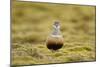 Male Eurasian Dotterel in Breeding Habitat, Grampian Mountains, Cairngorms Np, Scotland, UK-Mark Hamblin-Mounted Photographic Print