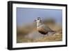 Male Eurasian Dotterel in Breeding Habitat, Grampian Mountains, Cairngorms Np, Scotland, UK-Mark Hamblin-Framed Photographic Print