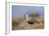 Male Eurasian Dotterel in Breeding Habitat, Grampian Mountains, Cairngorms Np, Scotland, UK-Mark Hamblin-Framed Photographic Print