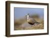 Male Eurasian Dotterel in Breeding Habitat, Grampian Mountains, Cairngorms Np, Scotland, UK-Mark Hamblin-Framed Photographic Print