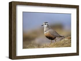 Male Eurasian Dotterel in Breeding Habitat, Grampian Mountains, Cairngorms Np, Scotland, UK-Mark Hamblin-Framed Photographic Print