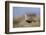 Male Eurasian Dotterel in Breeding Habitat, Grampian Mountains, Cairngorms Np, Scotland, UK-Mark Hamblin-Framed Photographic Print