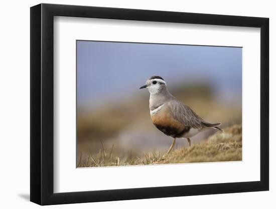 Male Eurasian Dotterel in Breeding Habitat, Grampian Mountains, Cairngorms Np, Scotland, UK-Mark Hamblin-Framed Photographic Print