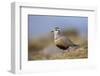 Male Eurasian Dotterel in Breeding Habitat, Grampian Mountains, Cairngorms Np, Scotland, UK-Mark Hamblin-Framed Photographic Print