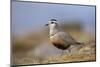 Male Eurasian Dotterel in Breeding Habitat, Grampian Mountains, Cairngorms Np, Scotland, UK-Mark Hamblin-Mounted Photographic Print