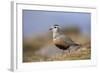 Male Eurasian Dotterel in Breeding Habitat, Grampian Mountains, Cairngorms Np, Scotland, UK-Mark Hamblin-Framed Photographic Print