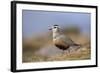 Male Eurasian Dotterel in Breeding Habitat, Grampian Mountains, Cairngorms Np, Scotland, UK-Mark Hamblin-Framed Photographic Print