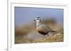 Male Eurasian Dotterel in Breeding Habitat, Grampian Mountains, Cairngorms Np, Scotland, UK-Mark Hamblin-Framed Photographic Print