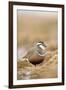 Male Eurasian Dotterel in Breeding Habitat, Grampian Mountains, Cairngorms Np, Scotland, UK-Mark Hamblin-Framed Photographic Print