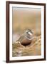 Male Eurasian Dotterel in Breeding Habitat, Grampian Mountains, Cairngorms Np, Scotland, UK-Mark Hamblin-Framed Photographic Print