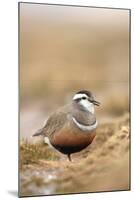 Male Eurasian Dotterel in Breeding Habitat, Grampian Mountains, Cairngorms Np, Scotland, UK-Mark Hamblin-Mounted Photographic Print