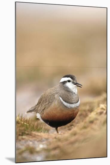 Male Eurasian Dotterel in Breeding Habitat, Grampian Mountains, Cairngorms Np, Scotland, UK-Mark Hamblin-Mounted Photographic Print