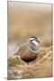 Male Eurasian Dotterel in Breeding Habitat, Grampian Mountains, Cairngorms Np, Scotland, UK-Mark Hamblin-Mounted Photographic Print