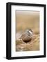 Male Eurasian Dotterel in Breeding Habitat, Grampian Mountains, Cairngorms Np, Scotland, UK-Mark Hamblin-Framed Photographic Print