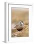 Male Eurasian Dotterel in Breeding Habitat, Grampian Mountains, Cairngorms Np, Scotland, UK-Mark Hamblin-Framed Photographic Print