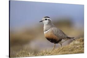 Male Eurasian Dotterel in Breeding Habitat, Grampian Mountains, Cairngorms Np, Scotland, UK-Mark Hamblin-Stretched Canvas