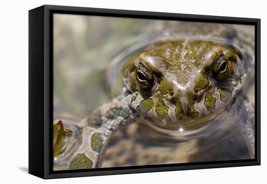 Male European Green Toad (Bufo Viridis), Adylsu Valley, Baksan Valley and Elbrus, Caucasus, Russia-Schandy-Framed Stretched Canvas