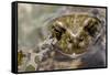 Male European Green Toad (Bufo Viridis), Adylsu Valley, Baksan Valley and Elbrus, Caucasus, Russia-Schandy-Framed Stretched Canvas