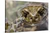 Male European Green Toad (Bufo Viridis), Adylsu Valley, Baksan Valley and Elbrus, Caucasus, Russia-Schandy-Stretched Canvas