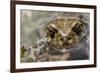 Male European Green Toad (Bufo Viridis), Adylsu Valley, Baksan Valley and Elbrus, Caucasus, Russia-Schandy-Framed Photographic Print