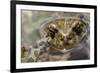 Male European Green Toad (Bufo Viridis), Adylsu Valley, Baksan Valley and Elbrus, Caucasus, Russia-Schandy-Framed Photographic Print