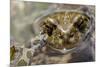 Male European Green Toad (Bufo Viridis), Adylsu Valley, Baksan Valley and Elbrus, Caucasus, Russia-Schandy-Mounted Photographic Print