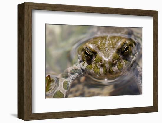 Male European Green Toad (Bufo Viridis), Adylsu Valley, Baksan Valley and Elbrus, Caucasus, Russia-Schandy-Framed Photographic Print