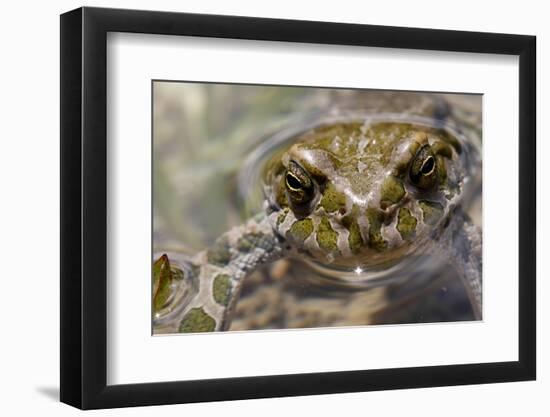 Male European Green Toad (Bufo Viridis), Adylsu Valley, Baksan Valley and Elbrus, Caucasus, Russia-Schandy-Framed Photographic Print