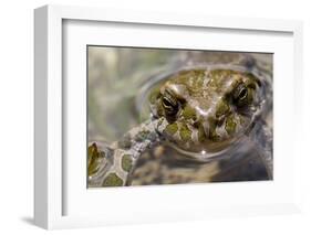 Male European Green Toad (Bufo Viridis), Adylsu Valley, Baksan Valley and Elbrus, Caucasus, Russia-Schandy-Framed Photographic Print