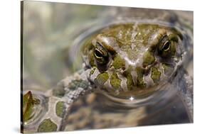 Male European Green Toad (Bufo Viridis), Adylsu Valley, Baksan Valley and Elbrus, Caucasus, Russia-Schandy-Stretched Canvas