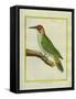 Male European Green Woodpecker-Georges-Louis Buffon-Framed Stretched Canvas