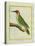 Male European Green Woodpecker-Georges-Louis Buffon-Stretched Canvas