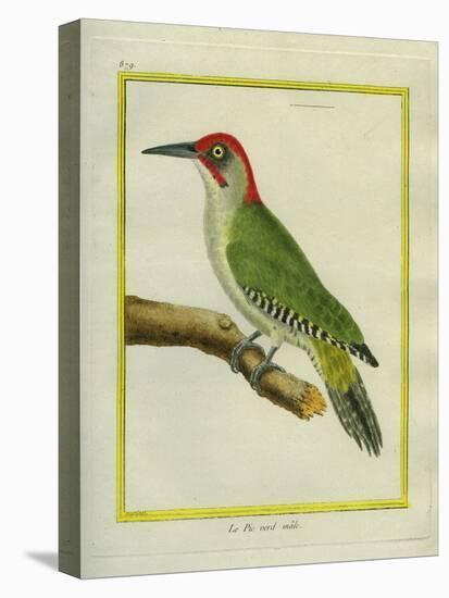 Male European Green Woodpecker-Georges-Louis Buffon-Stretched Canvas