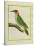 Male European Green Woodpecker-Georges-Louis Buffon-Stretched Canvas