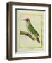 Male European Green Woodpecker-Georges-Louis Buffon-Framed Giclee Print