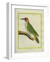 Male European Green Woodpecker-Georges-Louis Buffon-Framed Giclee Print