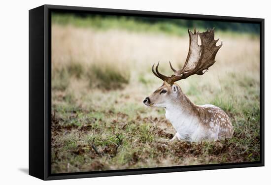 Male Fallow Deer in the Wild Forest-Mohana AntonMeryl-Framed Stretched Canvas