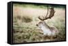 Male Fallow Deer in the Wild Forest-Mohana AntonMeryl-Framed Stretched Canvas