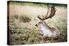 Male Fallow Deer in the Wild Forest-Mohana AntonMeryl-Stretched Canvas