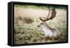 Male Fallow Deer in the Wild Forest-Mohana AntonMeryl-Framed Stretched Canvas