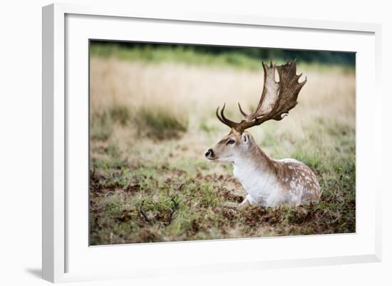 Male Fallow Deer in the Wild Forest-Mohana AntonMeryl-Framed Photographic Print