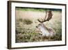 Male Fallow Deer in the Wild Forest-Mohana AntonMeryl-Framed Photographic Print